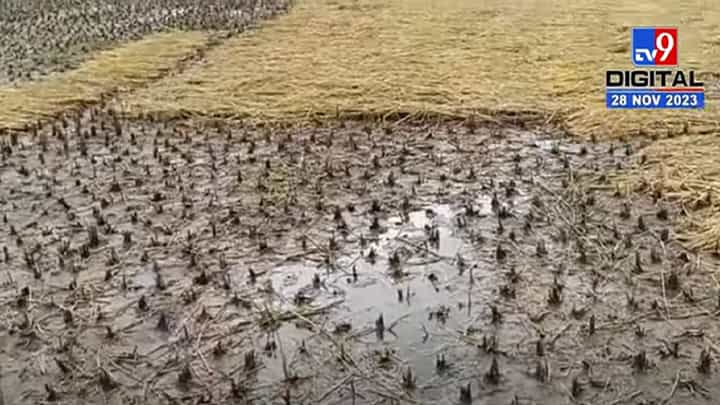 नाशिक जिल्ह्यात अवकाळीचा हाहाकार; नागली, उडीद, भुईमूगसह वरी पीकाला फटका नाशिक जिल्ह्यात अवकाळीचा हाहाकार; नागली, उडीद, भुईमूगसह वरी पीकाला फटका