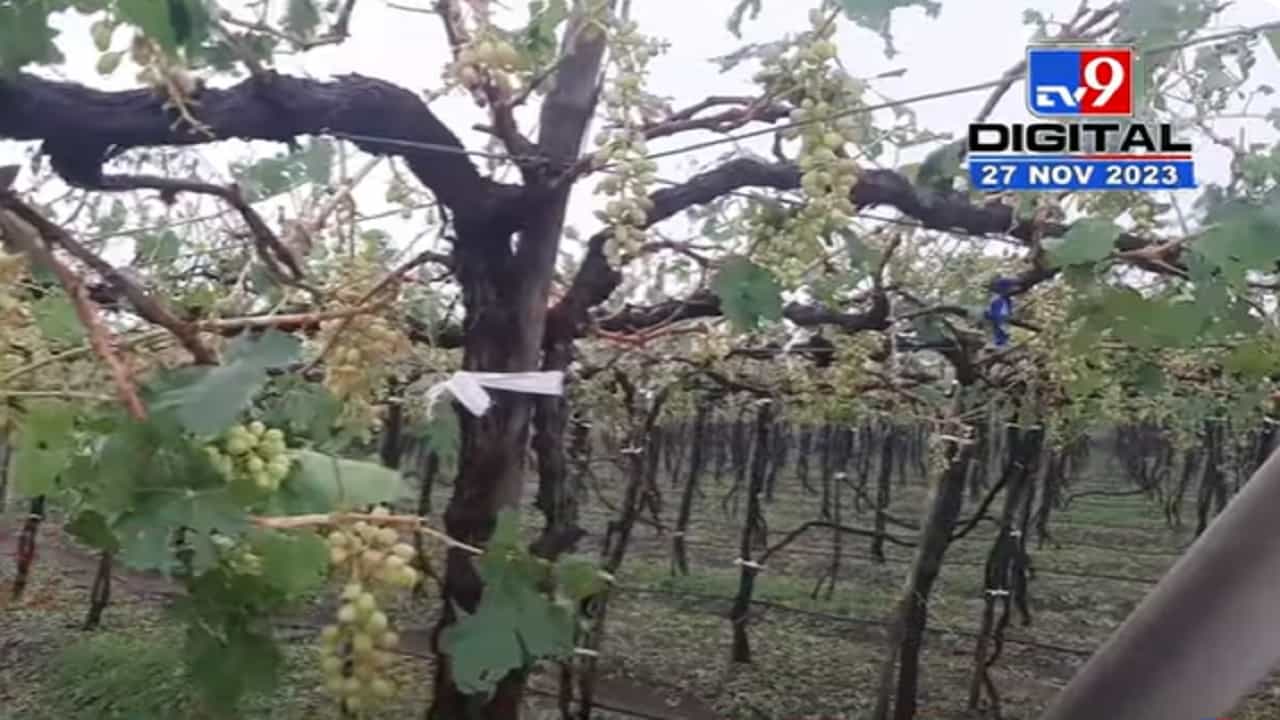 हातातोंडाशी आलेली द्राक्षे झोपली, द्राक्ष पंढरी नाशिकमध्ये अवकाळीने हाहा:कार