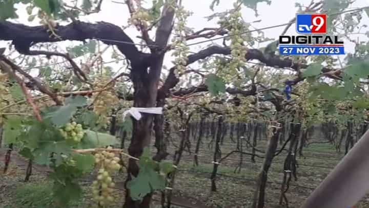 हातातोंडाशी आलेली द्राक्षे झोपली, द्राक्ष पंढरी नाशिकमध्ये अवकाळीने हाहा:कार हातातोंडाशी आलेली द्राक्षे झोपली, द्राक्ष पंढरी नाशिकमध्ये अवकाळीने हाहा:कार