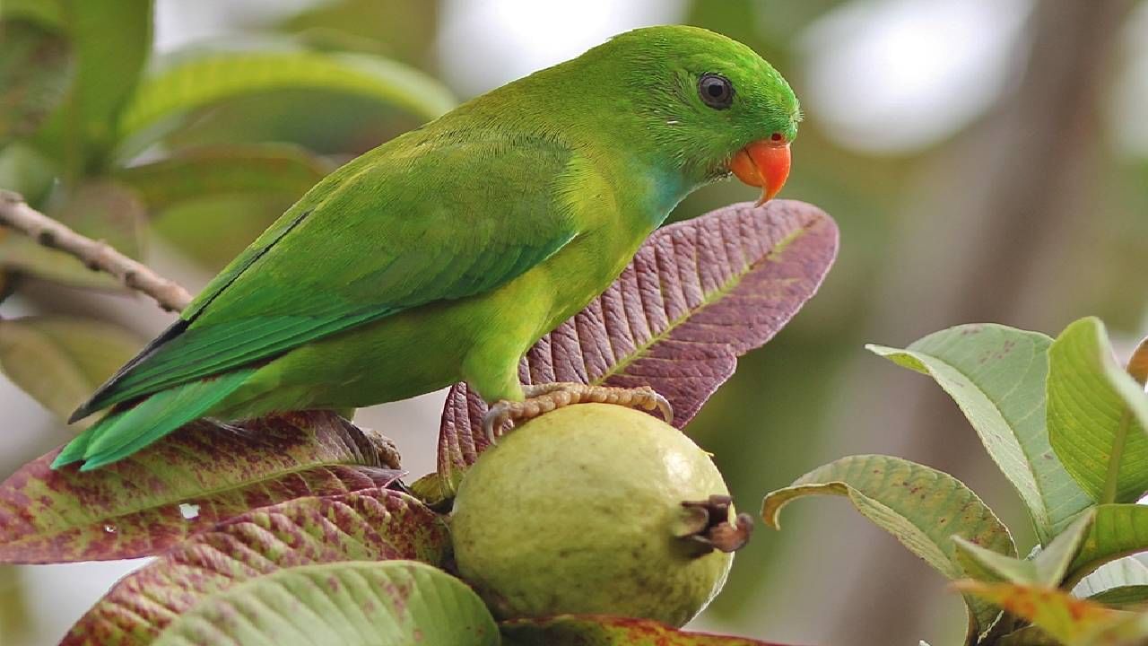 पोपट पाळल्याने मनोबल वाढते. नैराश्याची लक्षणे कमी होतात आणि परस्परसंवाद सुधारण्यास मदत होते. पोपट पाळल्यानं देवी लक्ष्मी, तसंच भगवान कुबेर प्रसन्न होतात.