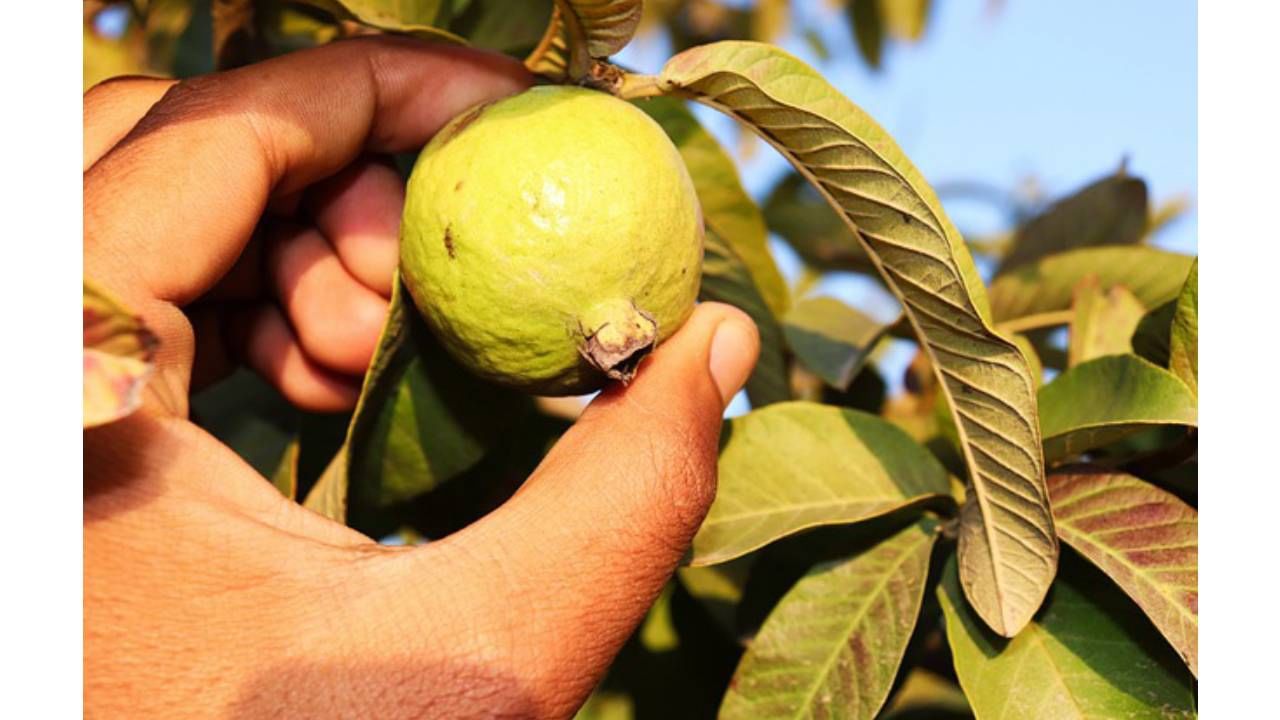 पेरू सालीबरोबर खावा. पेरूमध्ये अँटीऑक्सिडंट्स, जीवनसत्त्वे, तंतू आणि खनिजे असतात. नुसता पेरूच नाही तर त्याच्या सालीचे देखील आरोग्यासाठी अनेक फायदे असल्याने पेरू कधीही सोलू नये. 