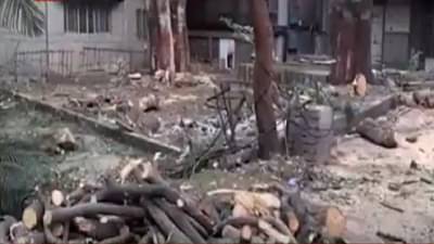 Pune : भारती विद्यापीठ परिसरात झाडांची कत्तल? २०० फांद्या कापण्याची परवानगी पण…संघर्ष सेनेचा आरोप काय?