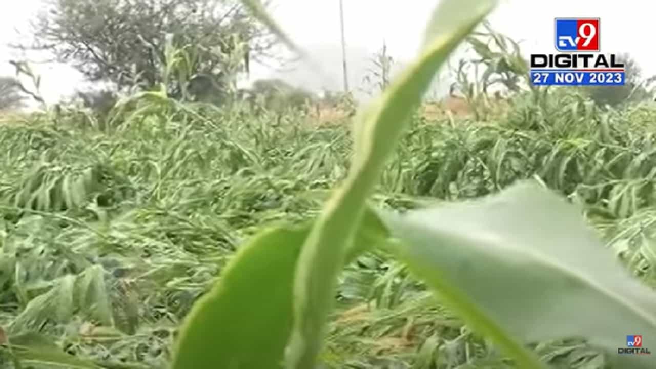 पुणे जिल्ह्यात अवकाळीचा कहर, काढणीला आलेलं ज्वारीचं पिक आडवं