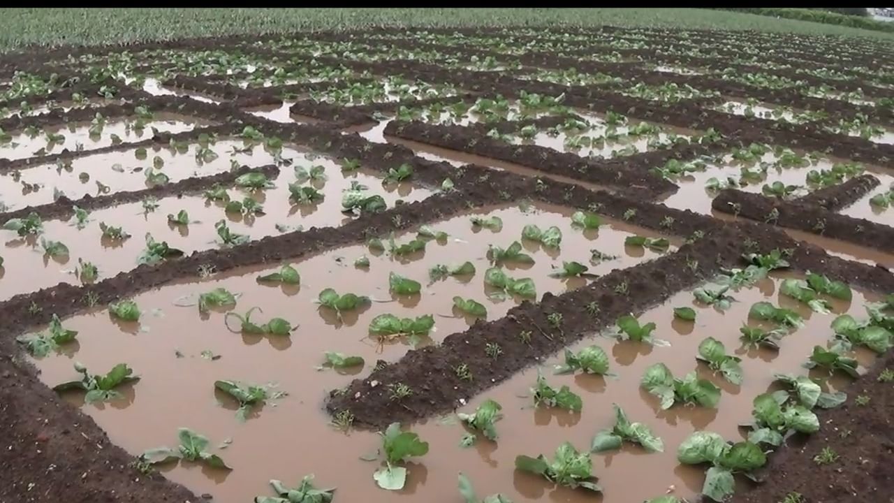 महाराष्ट्रात दोन दिवसांपासून गारपीटसह अवकाळी पाऊस सुरु आहे. या पावसामुळे शेतकऱ्यांसमोर अस्मानी संकट उभे राहिले आहे.  नाशिकच्या द्राक्ष पंढरीत गारपिटीमुळे द्राक्ष बागांचे प्रचंड नुकसान झाले. डाळिंब बाग आणि कांदा पीकाचे नुकसान झाले आहे.