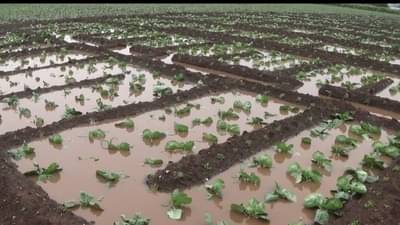 राज्यात नोव्हेंबर महिन्यात का पडत आहे पाऊस? शेतकऱ्यांसाठी तज्ज्ञांचा महत्वाचा सल्ला