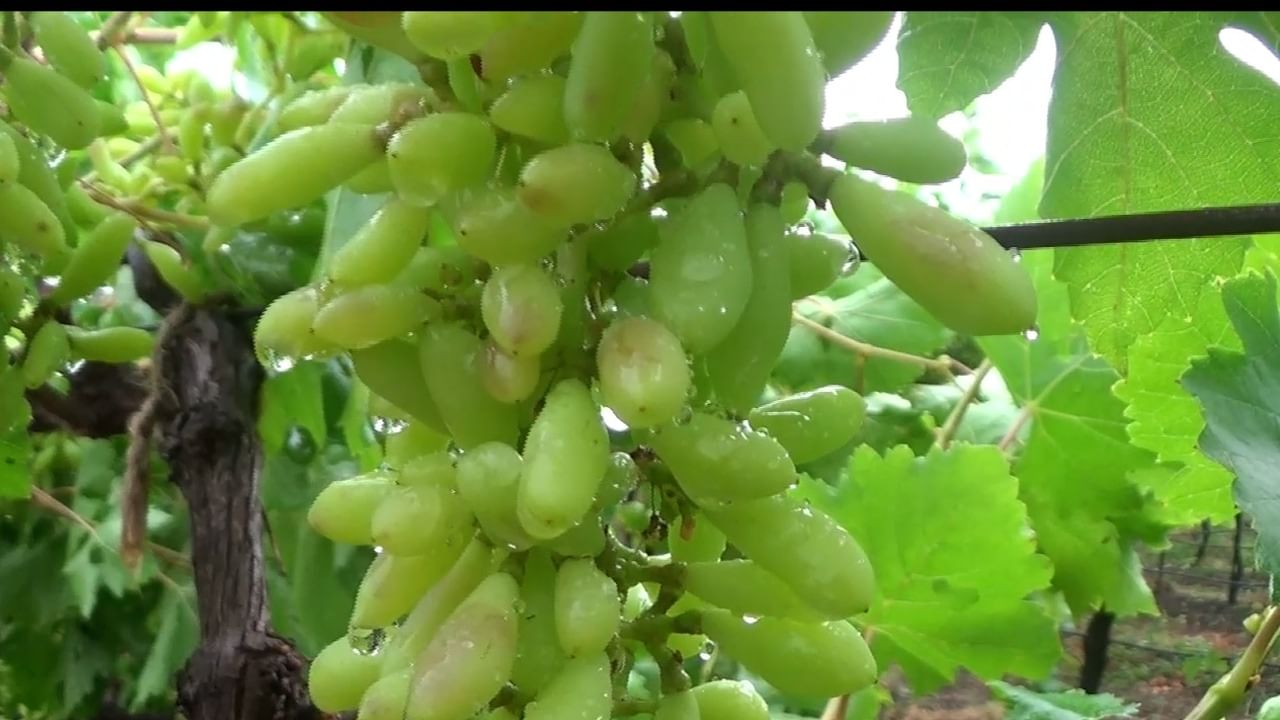 कधी अतिवृष्टी, कधी दुष्काळ आणि आता अवकाळी पाऊस सुरु झाला आहे. अचानक आलेल्या या नैसर्गिक आपत्तीमुळे शेतकरी मेटाकुटीला आला आहे. शासनाने तातडीने पंचनामे करून नुकसान भरापाई देण्याची मागणी शेतकऱ्यांनी केली आहे. 