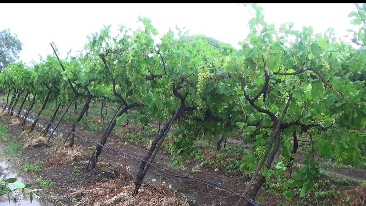 Rain | अवकाळीचा फटाका, द्राक्ष पंढरीत गारपिटीमुळे द्राक्ष बागा उद्धवस्थ