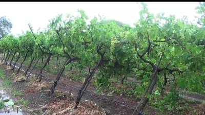 Rain | अवकाळीचा फटाका, द्राक्ष पंढरीत गारपिटीमुळे द्राक्ष बागा उद्धवस्थ