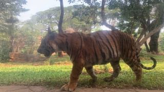 संजय राऊत कोणत्या हॉटेलमध्ये, कोणाबरोबर थांबायचे, त्या रूमचा नंबरही देऊ शकतो; शिवसेनेच्या आमदाराचा थेट इशारा