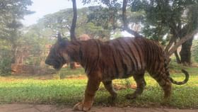 राणीच्या बागेतील 'ती दोन बछडी' झाली एक वर्षांची! पहा फोटो राणीच्या बागेतील 'ती दोन बछडी' झाली एक वर्षांची! पहा फोटो