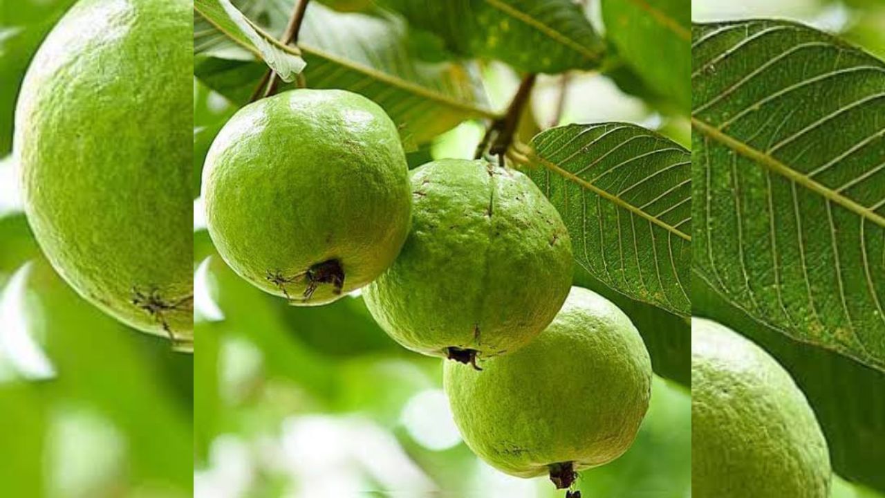 पेरूमध्ये भरपूर प्रमाणात मॅग्नेशियम असते, ज्यामुळे स्नायूंच्या दुखण्यापासून आराम मिळतो. यासोबतच पेरू खाल्ल्याने तणाव कमी होतो.