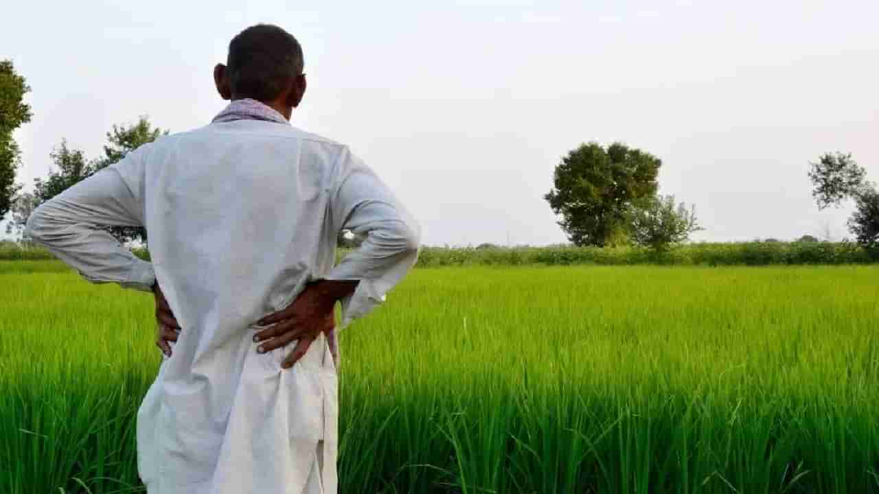 Crop Insurance | पीक विम्यासाठी कृषी विभागाची अजब अट; शेतकऱ्यांमध्ये संतापाची लाट