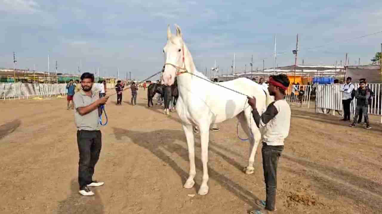 किमत तो देखो...  बरेली राधा ची सारंगखेडात चर्चा; घोडीची कोट्यावधीची किंमत ऐकून सारेच अवाक