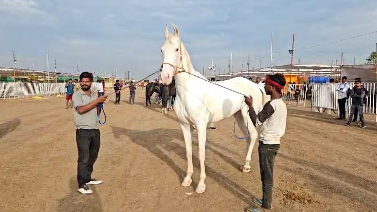 Video | सारंगखेडा घोडेबाजारात थंडी बाधू नये म्हणून घोड्यांची घेतली जाते विशेष काळजी