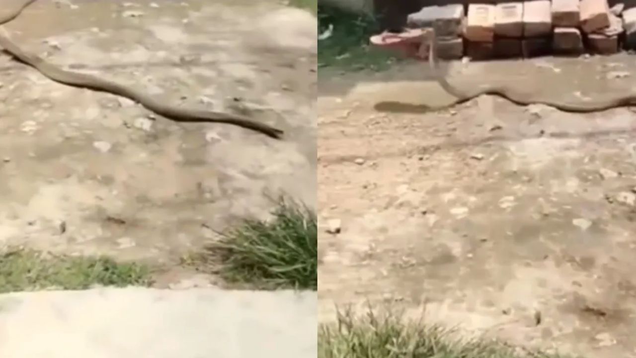 Snake Viral Video | महिलेने सापाला फेकून मारली चप्पल, सापाची सटकली ना मग.... व्हिडीओ तुफान व्हायरल