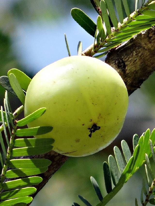 आवळ्याचा करा दररोजच्या आहारात समावेश आणि जगा निरोगी जीवन आवळ्याचा करा दररोजच्या आहारात समावेश आणि जगा निरोगी जीवन