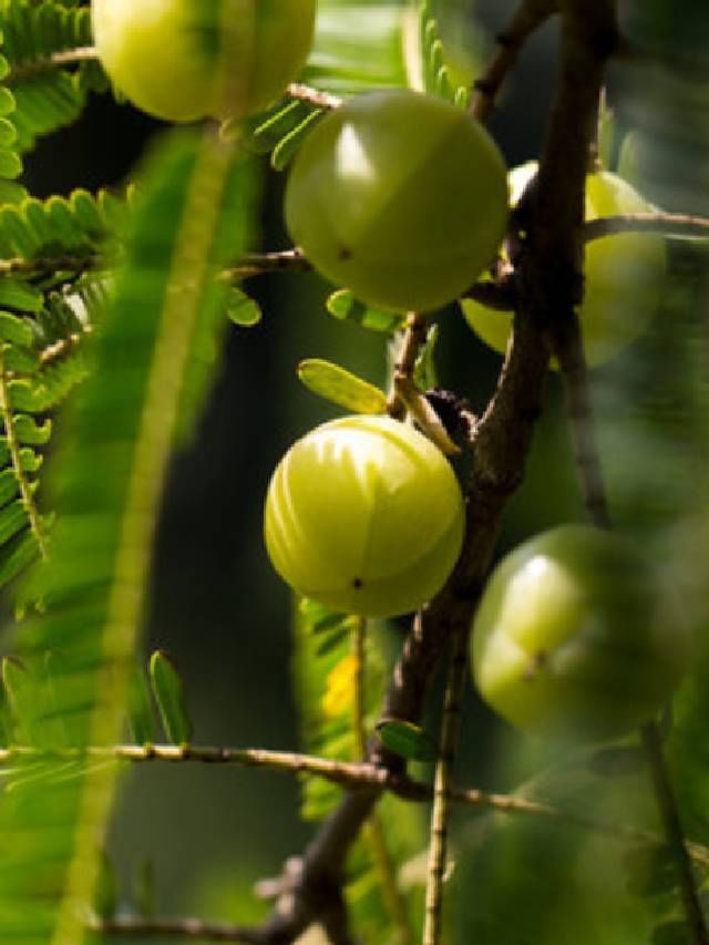 amla (18)