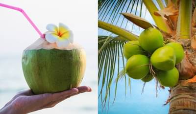 नारळ पाणी पिण्याचे जबरदस्त फायदे, या 5 आजारांना ठेवते दूर