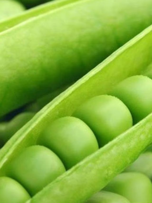 छोट्या वटाण्यात मोठे गुणधर्म TV9 Marathi