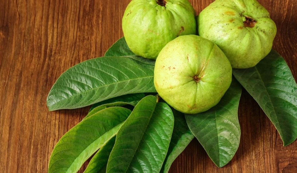 Guava benefits: डायबिटीज ते पोटाच्या समस्या, अनेक आजारांवर पेरुची पाने रामबाण उपाय