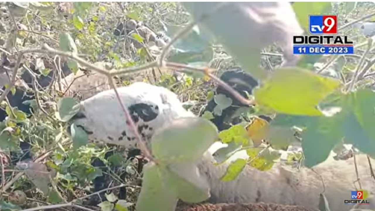 बळीराजा हतबल, ... अन् कापसाच्या वावरात सोडल्या बकऱ्या