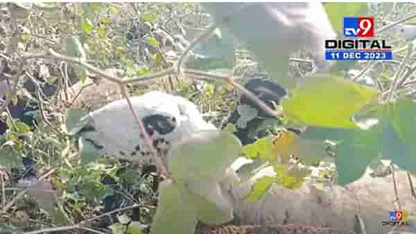 बळीराजा हतबल, … अन् कापसाच्या वावरात सोडल्या बकऱ्या