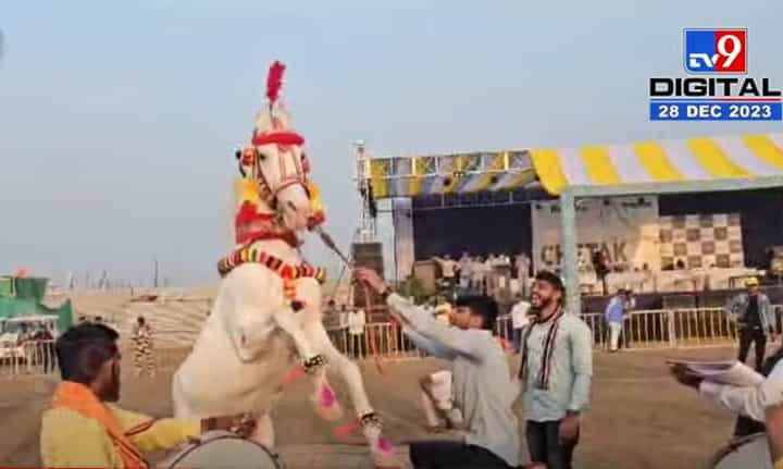 Video | सारंगखेडा चेतक फेस्टीव्हलमध्ये घोड्यांच्या बहारदार नृत्याने प्रेक्षकांचे मनोरंजन Video | सारंगखेडा चेतक फेस्टीव्हलमध्ये घोड्यांच्या बहारदार नृत्याने प्रेक्षकांचे मनोरंजन