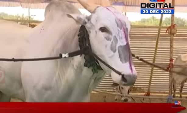 सोलापूरच्या कृषी प्रदर्शनात 41 लाखांचा 'सोन्या' बैल आकर्षणाचं केंद्र सोलापूरच्या कृषी प्रदर्शनात 41 लाखांचा 'सोन्या' बैल आकर्षणाचं केंद्र
