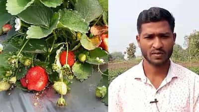 कोण म्हणतं शेतीत उत्पन्न नाही?; स्ट्रॉबेरीतून लाखोंचं उत्पन्न मिळवणाऱ्या उच्च शिक्षित तरूणाची सक्सेस स्टोरी वाचा...