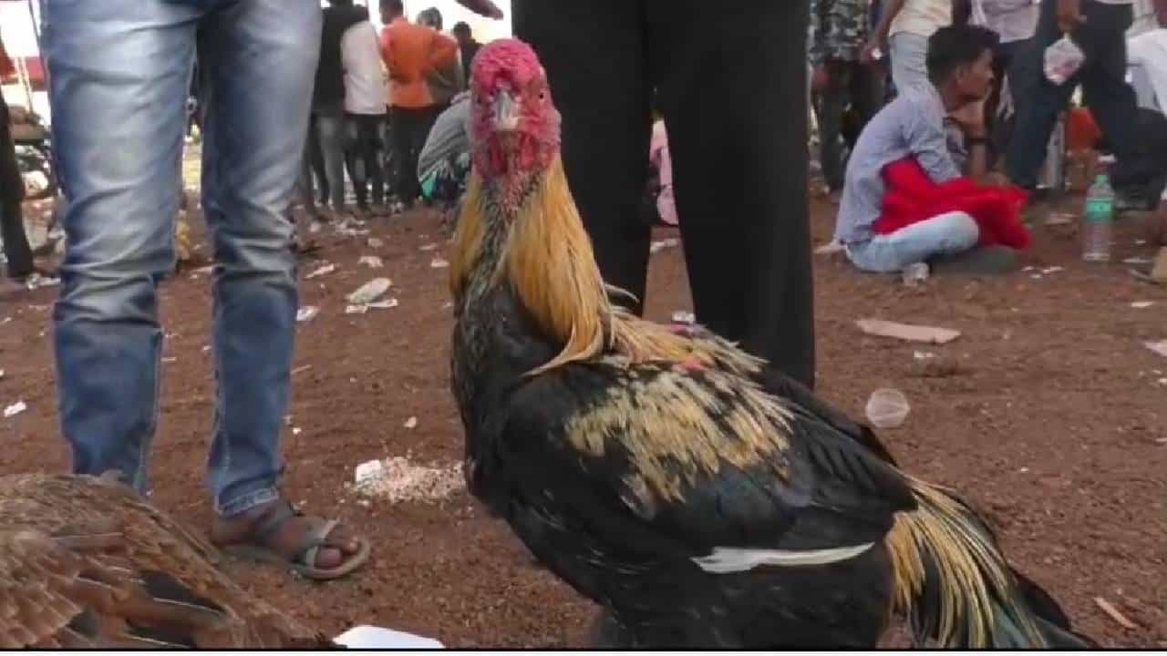 तोराच भारी... स्मार्टफोनपेक्षाही जास्त कोंबड्याची किंमत.. माळेगावच्या यात्रेत तब्बल इतक्या हजारांचा कोंबडा दाखल
