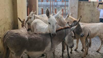 व्हिडिओ व्हायरल, महानगरपालिकेला आली जाग, गाढवांविरोधात कारवाई, पाहा Video