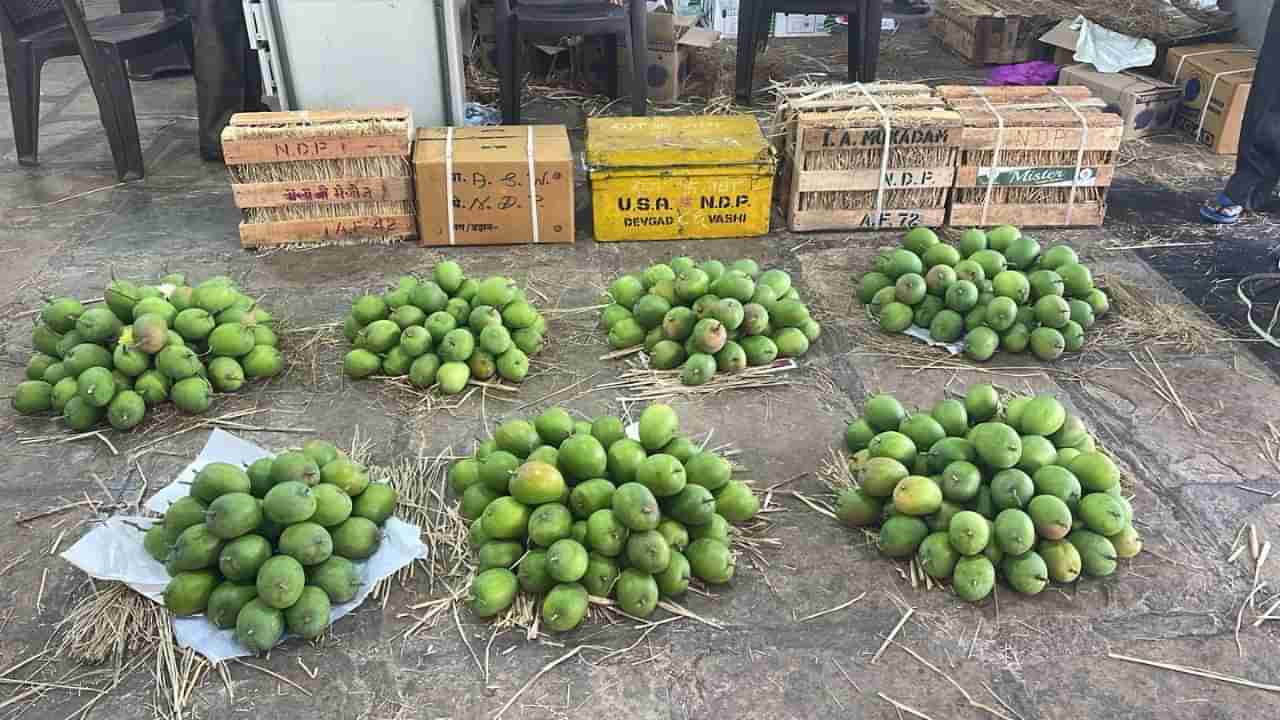 हंगामातील पहिल्या हापूसची नवी मुंबईच्या बाजारात धडाकेबाज एन्ट्री, एका पेटीची किंमत किती?; किती पेट्या आल्या?