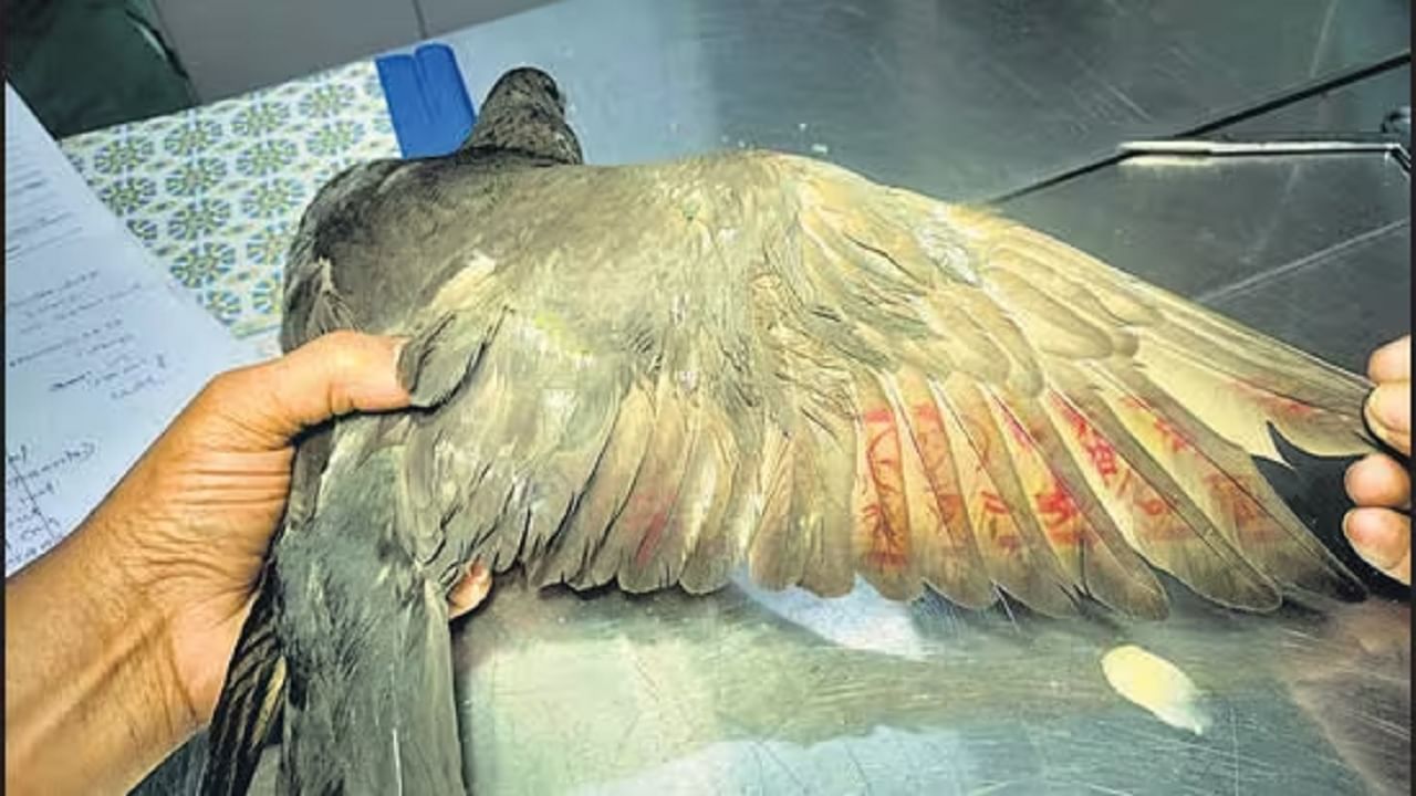 हेरगिरीच्या आरोपावरून चक्क कबूतराला झाली शिक्षा, काय आहे नेमके प्रकरण ? हेरगिरीच्या आरोपावरून चक्क कबूतराला झाली शिक्षा, काय आहे नेमके प्रकरण ?