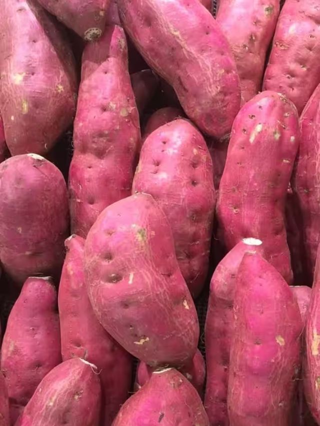 Sweet Potato Benefits रताळे आरोग्यासाठी आहे खजिना, जाणून घ्या फायदे