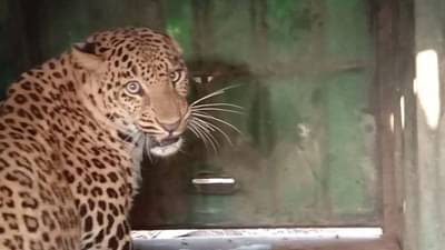 मित्रांसाठी बिबट्याशी झुंज, दहावीच्या विद्यार्थ्याने असे वाचवले प्राण