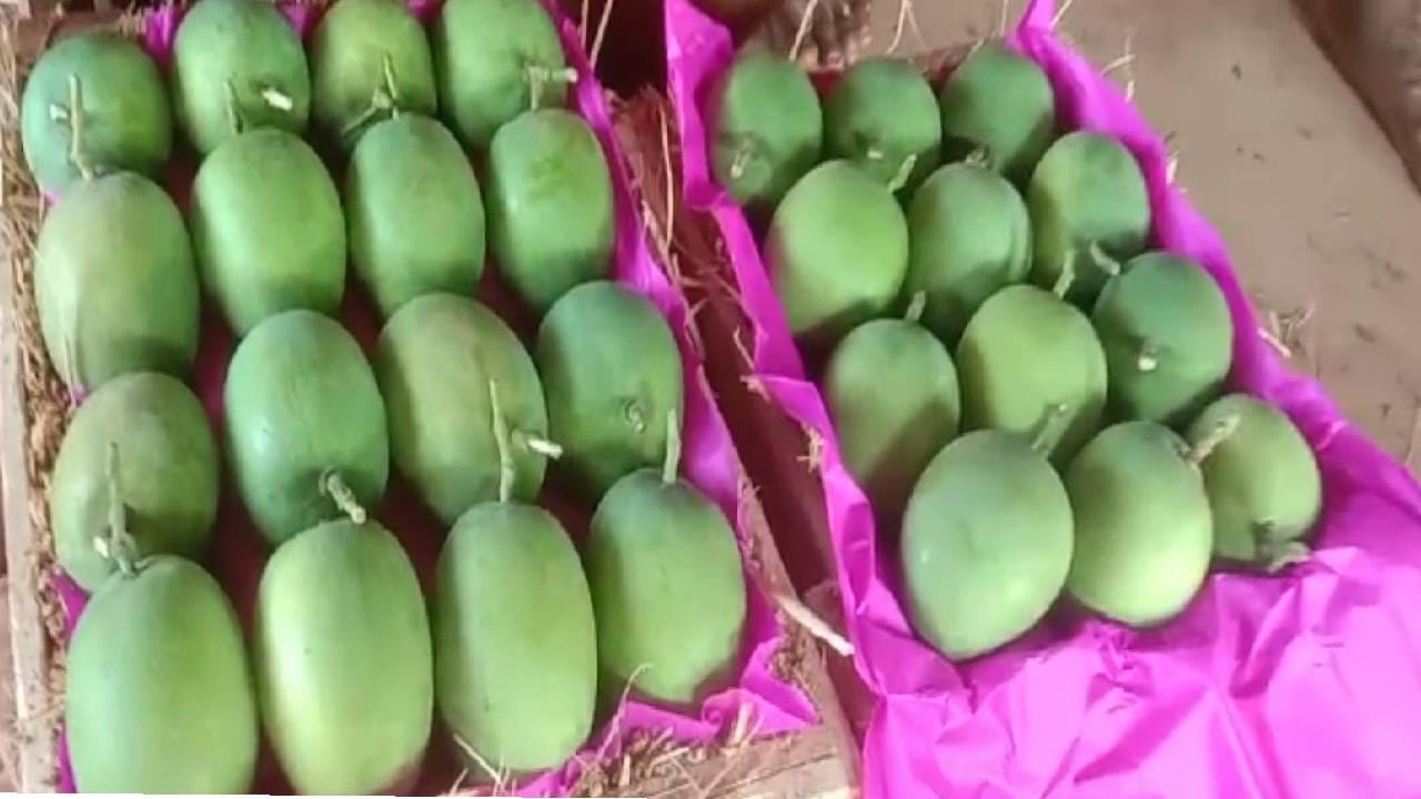 हापूस इलंय... रत्नागिरी तालूक्यातून हापूसची पहिली पेटी रवाना