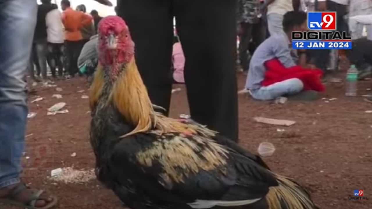गडी साधासुधा नाही, मका खातो, गहू खातो, या फायटर कोंबड्याची किंमत मोबाईलपेक्षा लैच ज्यादा