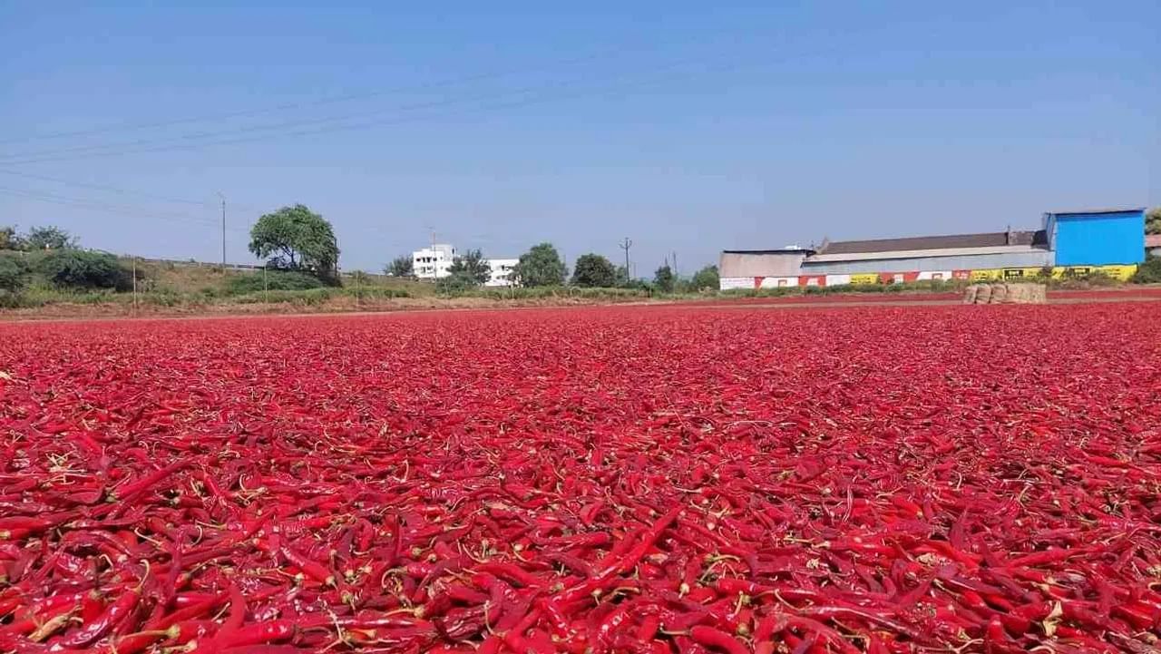 Nandurbar Red Chillies | नंदूरबार बाजारपेठेत यंदा मिरच्यांची विक्रमी आवक, दर कोसळल्याने शेतकरी चिंतेत
