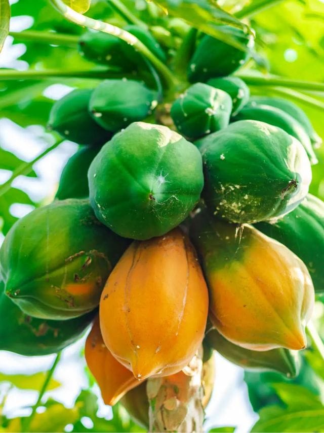 raw papaya Benefits कच्ची पपई खाण्याचे 5 मोठे फायदे TV9 Marathi