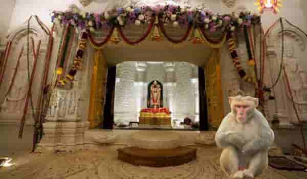 राम मंदिराच्या गाभाऱ्यात शिरले माकड, पुढे असं काय घडलं की लोकं म्हणू लागले चमत्कार