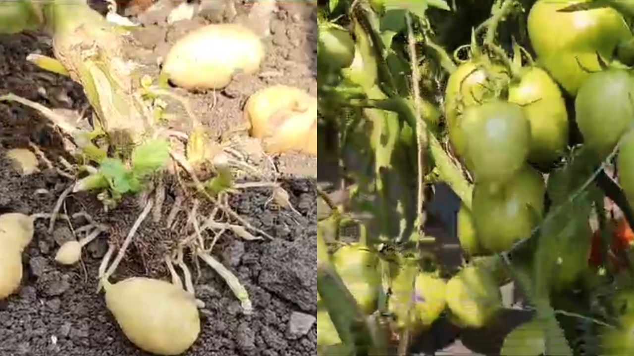 टोमॅटोच्या झाडाला लागलेत बटाटे, शेतकऱ्यांना दुहेरी फायदा देणारे तंत्रज्ञान
