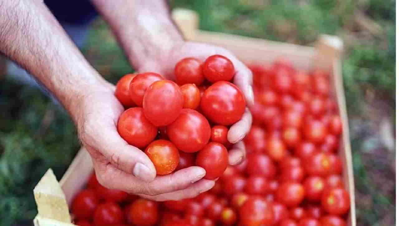 टोमॅटो जास्त खाल्ल्याने हे आजार होतात ? या लोकांनी अजिबात खाऊ नयेत