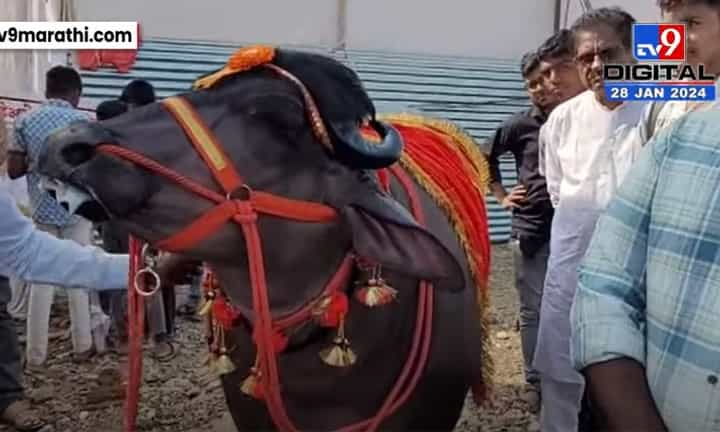 असा रेडा कधी पाहीला नसेल, रोजचा खुराक ऐकाल तर चाटच पडाल असा रेडा कधी पाहीला नसेल, रोजचा खुराक ऐकाल तर चाटच पडाल