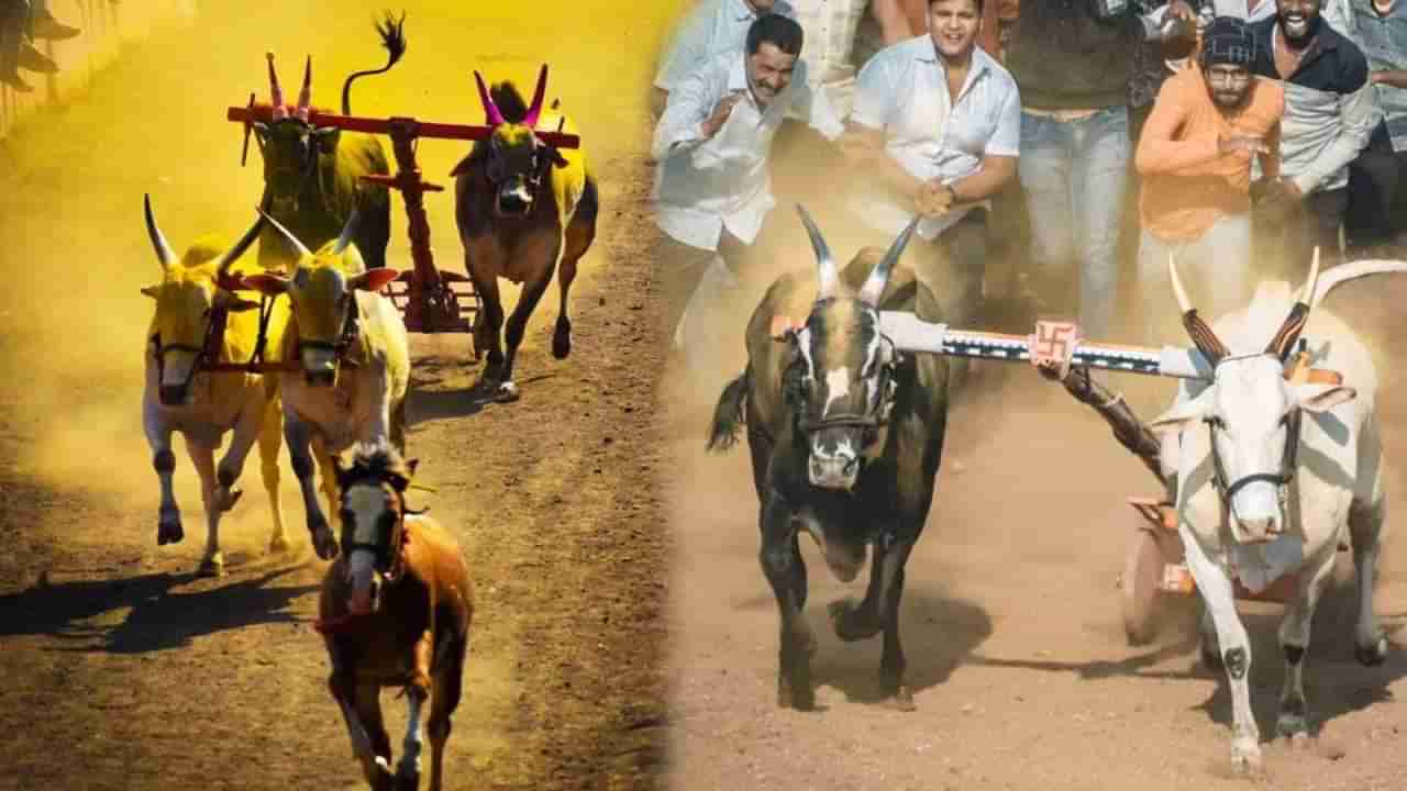 Bullock cart race |  काय सांगता? बैलगाडा शर्यतीतील विजेत्यास मिळणार चक्क 1 BHK फ्लॅट, कुठे आहे स्पर्धा?