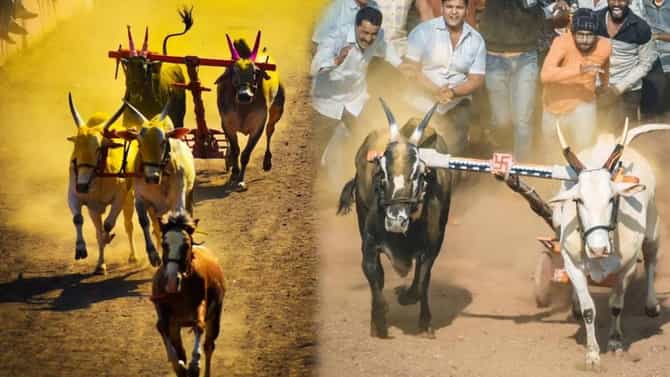 Bullock cart race | काय सांगता? बैलगाडा शर्यतीतील विजेत्यास मिळणार चक्क 1 BHK फ्लॅट, कुठे आहे स्पर्धा?