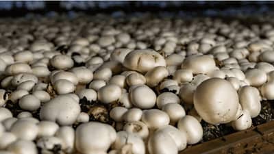 लहानश्या झोपडीतून यशस्वी केला मशरूम उत्पादनाचा प्रयोग, डॉक्टर तरूणाची यशोगथा