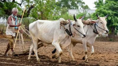 पीएम किसान योजनेचा लाभ घ्यायचा असेल तर या बाबी जरूर लक्षात ठेवा