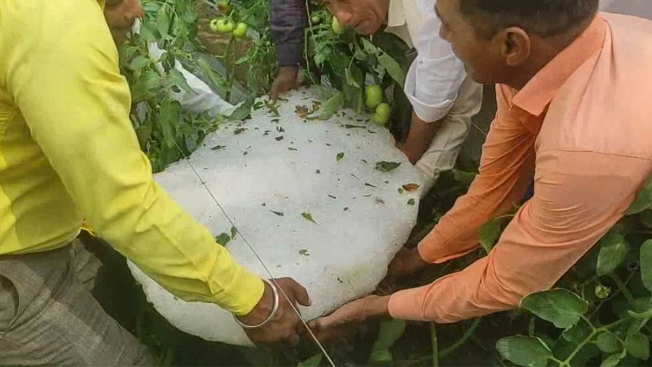 बुलढाणा जिल्ह्यात झालेल्या नुकसानीची आमदार डॉ. राजेंद्र शिंगणे यांनी पाहणी केली. त्यांनी नुकसानग्रस्त शेतकऱ्यांना नुकसान भरपाई मिळवून देण्याचे आश्वासन दिलेय. तसेच पंचनामा करण्यासाठी आलेल्या कर्मचाऱ्यांना सुद्धा त्यांनी योग्य पद्धतीने पंचनामा करण्याच्या सूचना दिल्या आहेत.