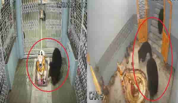 भल्या मोठ्या अस्वलांची थेट मंदिरात एन्ट्री… स्वतः गेट उघडलं, प्रसादावर मारला ताव अन् …