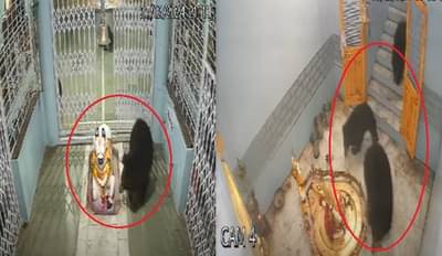 भल्या मोठ्या अस्वलांची थेट मंदिरात एन्ट्री… स्वतः गेट उघडलं, प्रसादावर मारला ताव अन् …